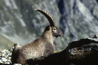 Vallée des Merveilles avec les Guides des Merveilles