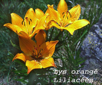 lys orangé