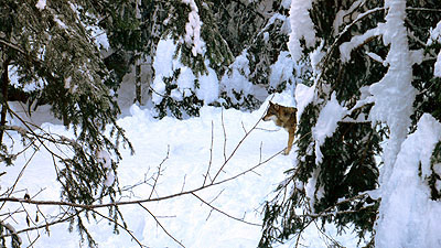 loup du Mercantour