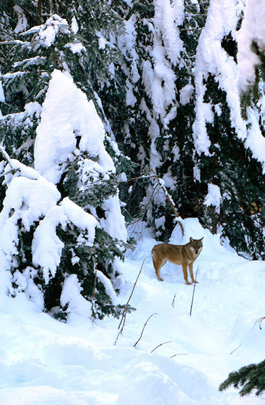 loup du Mercantour