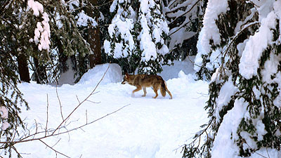 loup du Mercantour