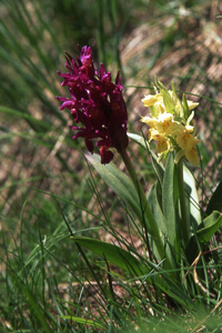 orchidées mercantour