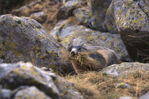 Randonnée Vallée des Merveilles dans le Mercantour