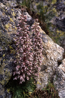 saxifraga florulenta